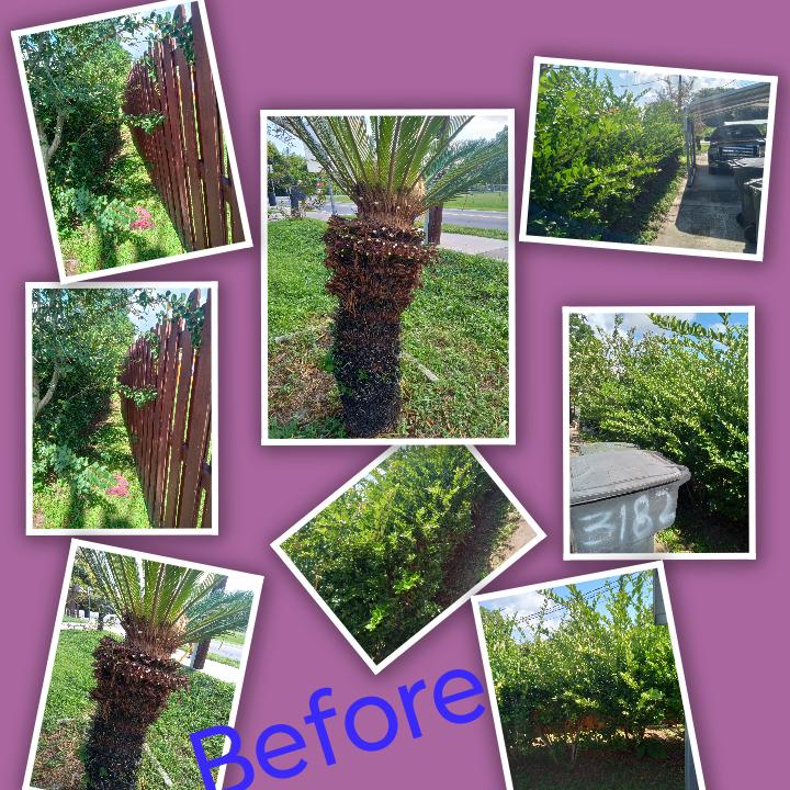 Sago Palms Before collage